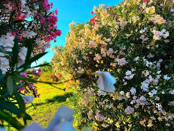 appartamento in vendita a Diamante