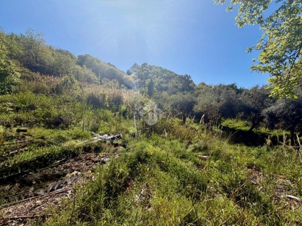 terreno agricolo in vendita a Diamante