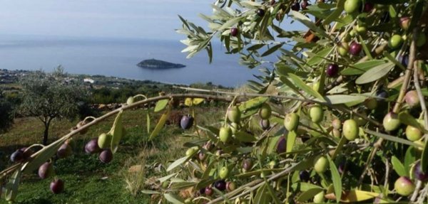 terreno agricolo in vendita a Diamante