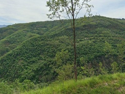 terreno agricolo in vendita a Dipignano