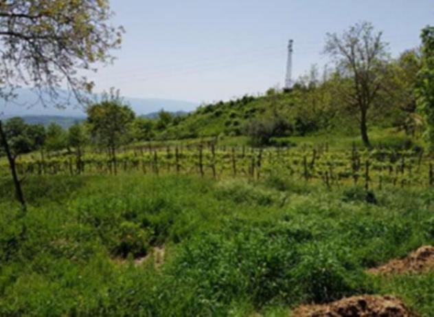 terreno agricolo in vendita a Lattarico in zona Palazzello