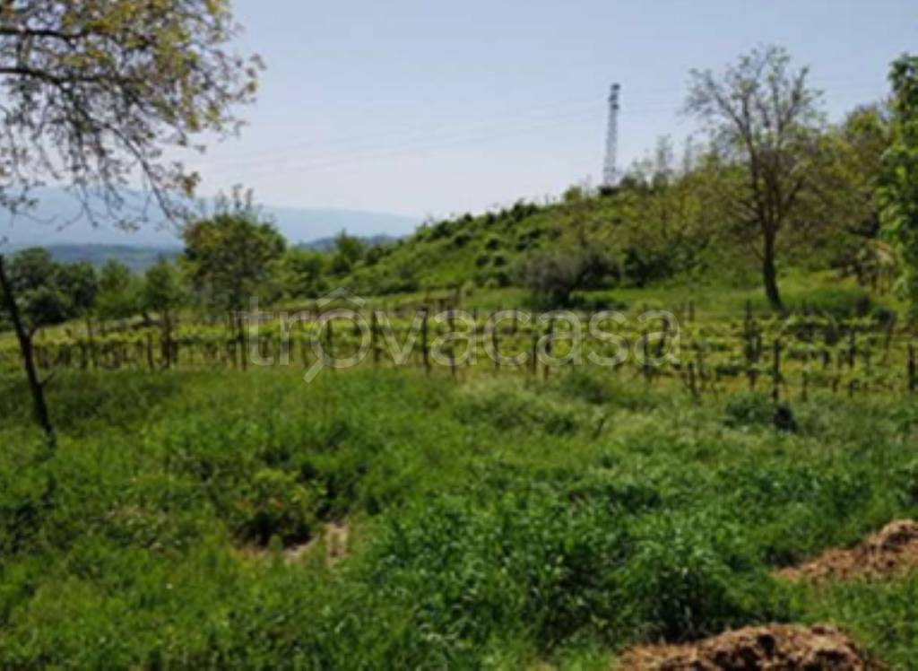 terreno agricolo in vendita a Lattarico in zona Palazzello