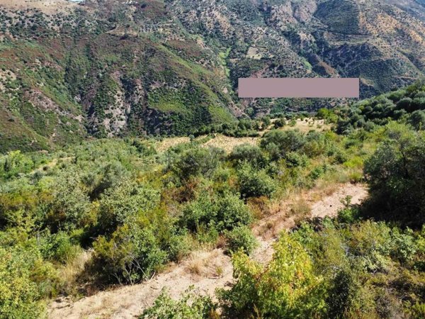 terreno agricolo in vendita a Lattarico