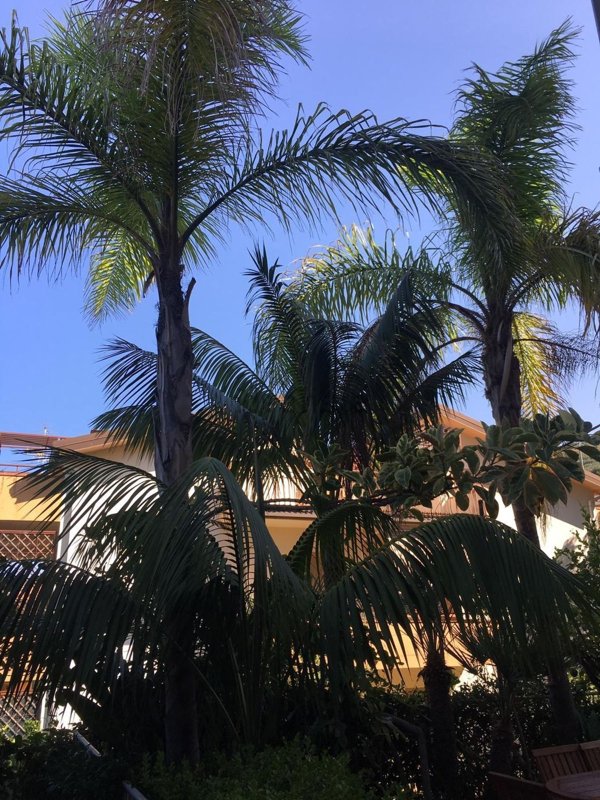 appartamento in vendita a Longobardi