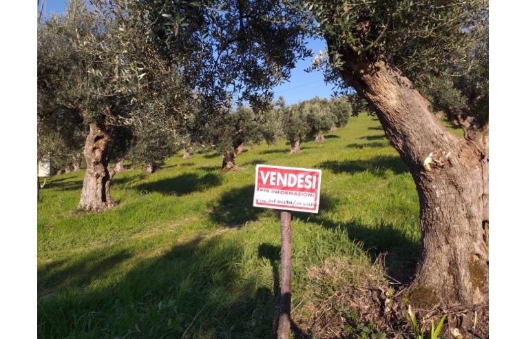 terreno agricolo in vendita a Luzzi