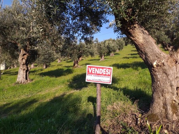 terreno agricolo in vendita a Luzzi