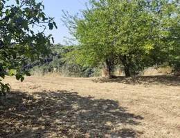 terreno agricolo in vendita a Luzzi
