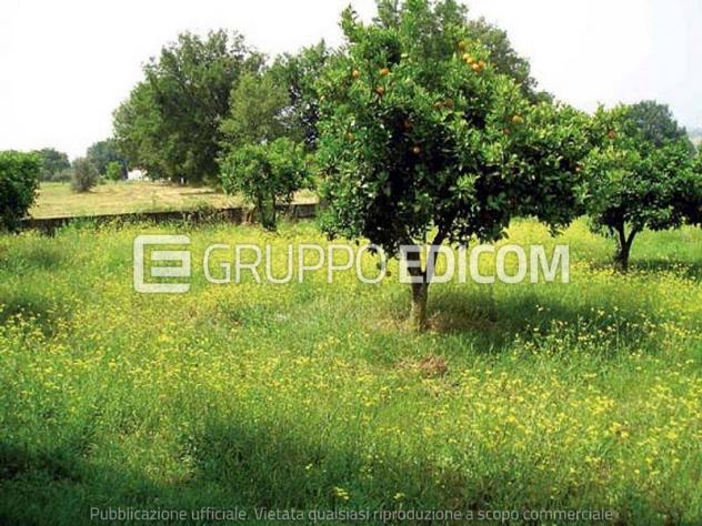 terreno agricolo in vendita a Luzzi