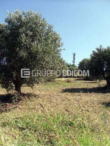 terreno agricolo in vendita a Luzzi