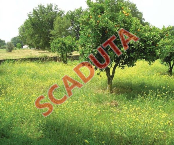 terreno agricolo in vendita a Luzzi