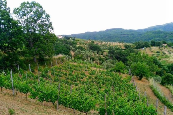 casa indipendente in vendita a Luzzi