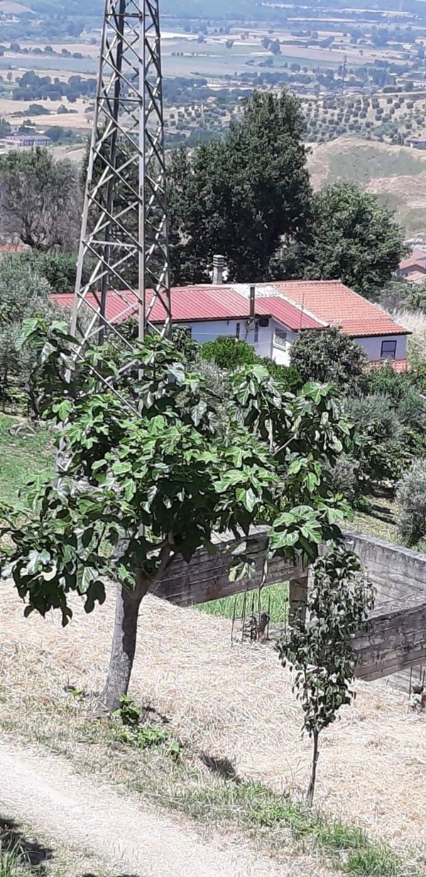 appartamento in vendita a Luzzi