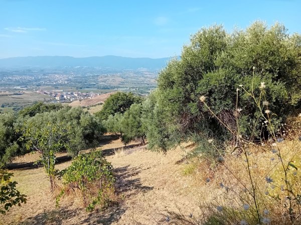 terreno agricolo in vendita a Luzzi