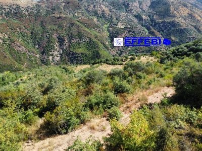 terreno agricolo in vendita a Luzzi