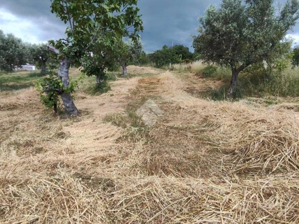 terreno agricolo in vendita a Luzzi