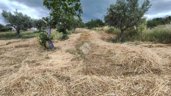 terreno agricolo in vendita a Luzzi in zona Cavoni