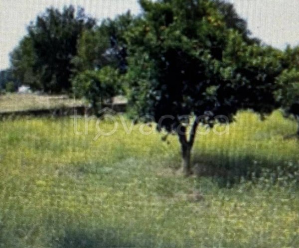terreno agricolo in vendita a Luzzi in zona Cavoni