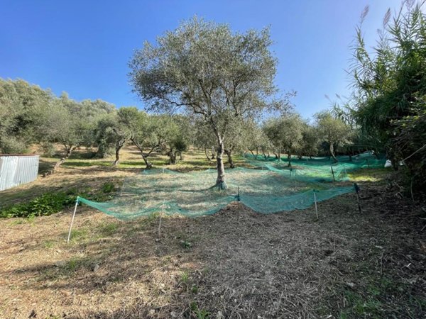 terreno agricolo in vendita a Maierà