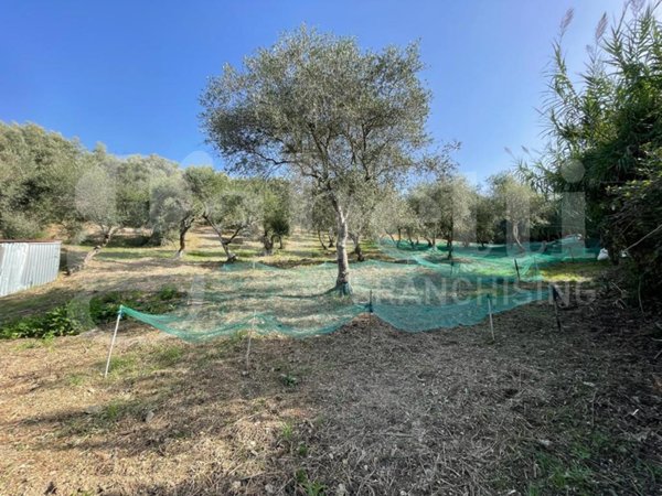 terreno agricolo in vendita a Maierà