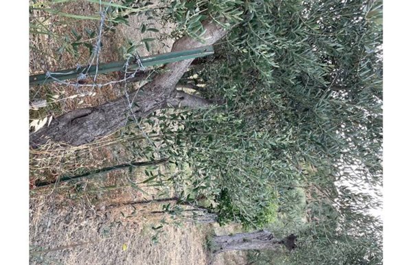 casa indipendente in vendita a Mandatoriccio