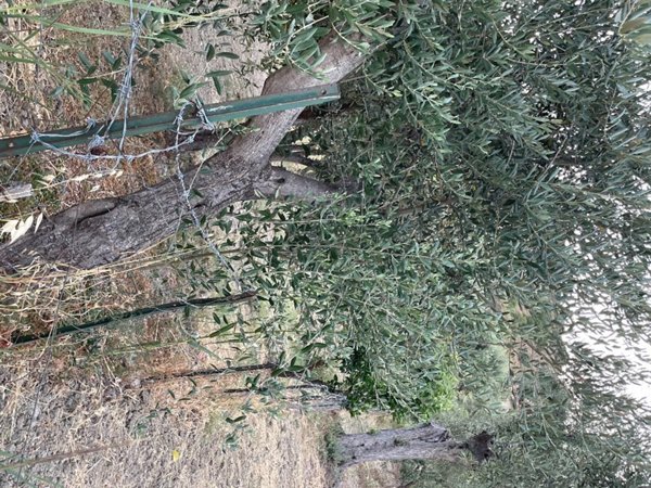 casa indipendente in vendita a Mandatoriccio