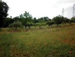 terreno agricolo in vendita a Mangone