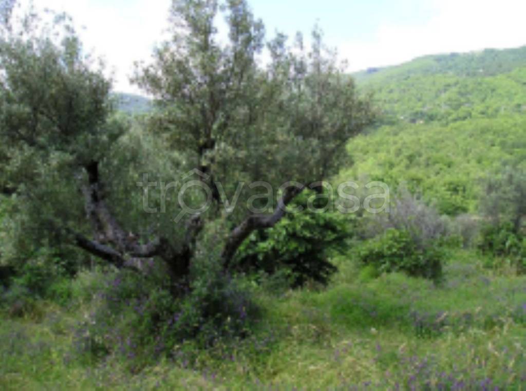 terreno agricolo in vendita a Mendicino
