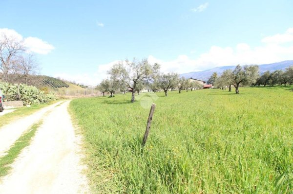 terreno agricolo in vendita a Montalto Uffugo in zona Settimo