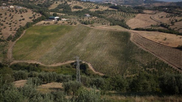 terreno agricolo in vendita a Montalto Uffugo in zona San Nicola