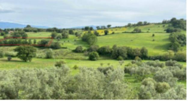 terreno agricolo in vendita a Montalto Uffugo