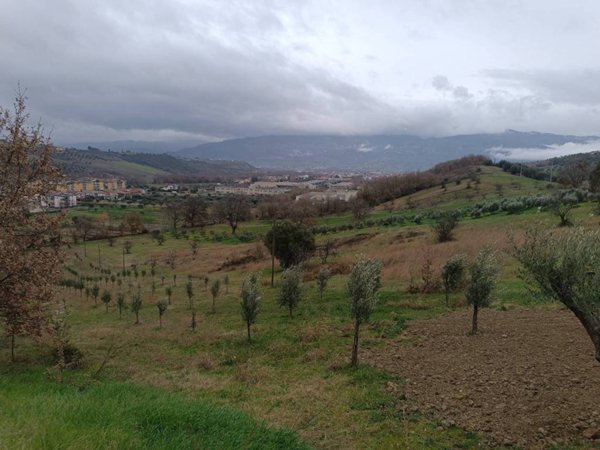 terreno agricolo in vendita a Montalto Uffugo
