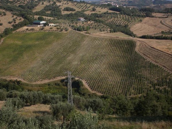 terreno agricolo in vendita a Montalto Uffugo in zona Parantoro