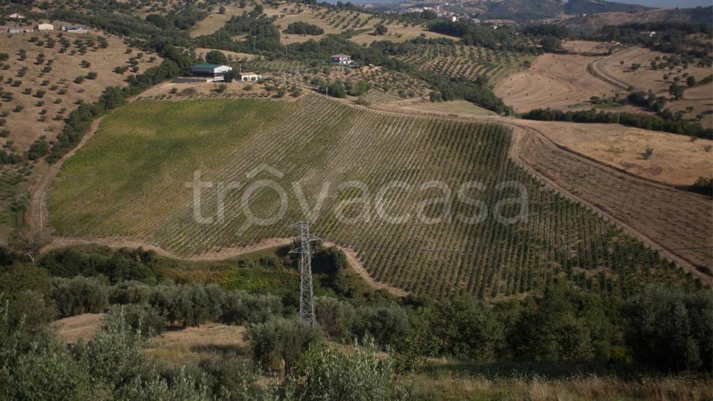 terreno agricolo in vendita a Montalto Uffugo