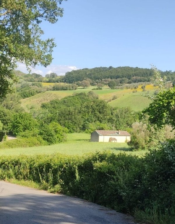 terreno agricolo in vendita a Montalto Uffugo
