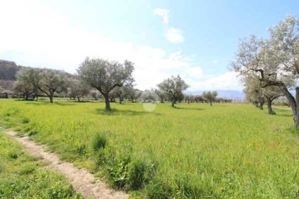 terreno agricolo in vendita a Montalto Uffugo in zona Settimo