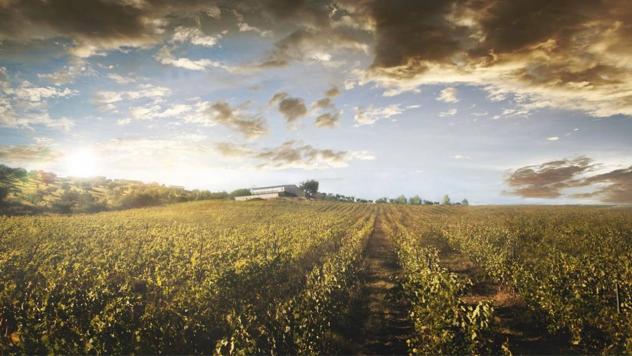 azienda agricola in vendita a Montalto Uffugo