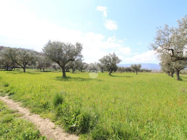 terreno agricolo in vendita a Montalto Uffugo in zona Settimo