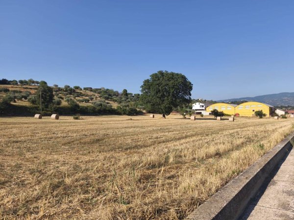 terreno agricolo in vendita a Montalto Uffugo in zona Lucchetta