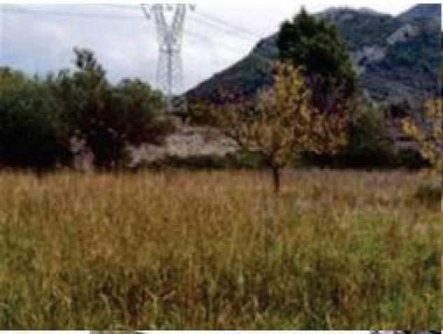 terreno agricolo in vendita a Morano Calabro