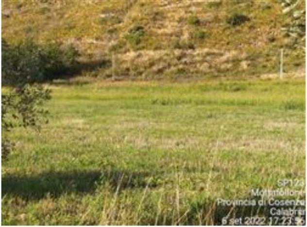 terreno agricolo in vendita a Mottafollone