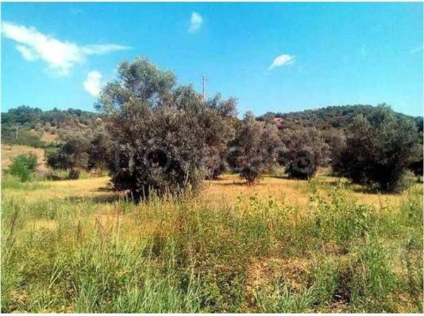 terreno agricolo in vendita a Rende in zona Surdo