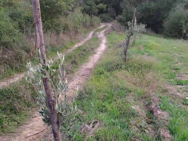 terreno agricolo in vendita a Rende in zona Quattromiglia