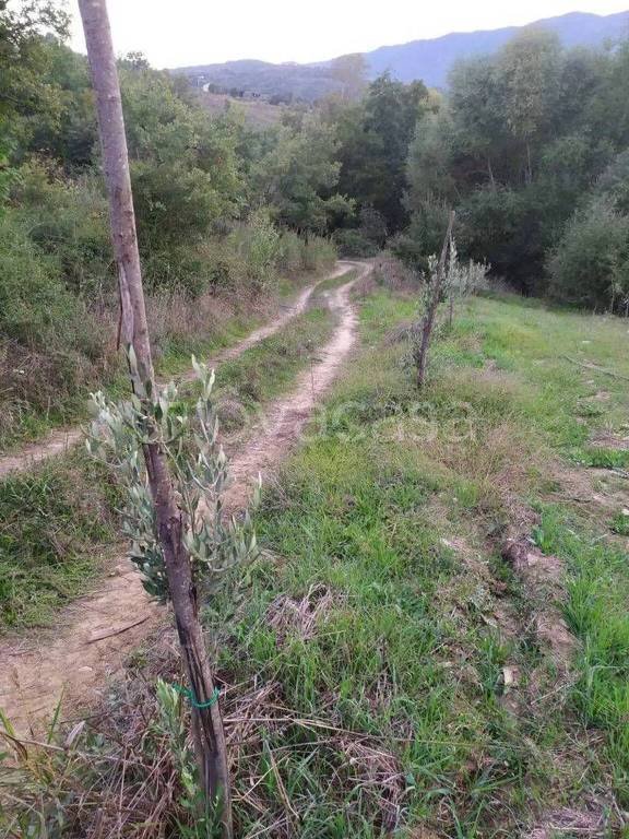terreno agricolo in vendita a Rende in zona Quattromiglia