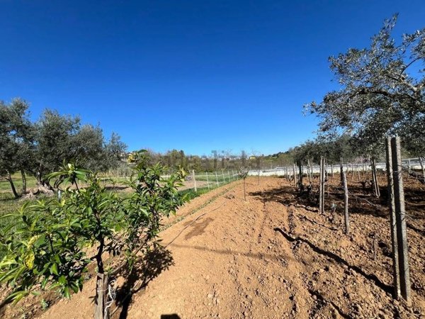 terreno agricolo in vendita a Rende in zona Arcavacata