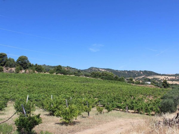 terreno agricolo in vendita a Rocca Imperiale