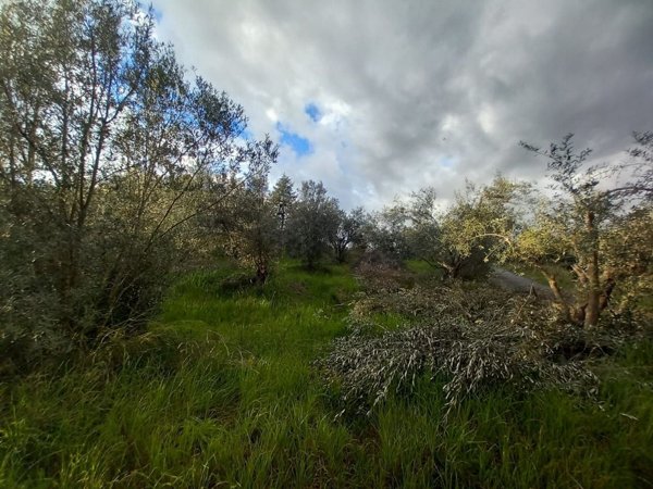 terreno edificabile in vendita a Rose