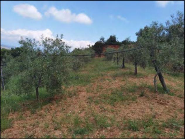 terreno agricolo in vendita a San Demetrio Corone
