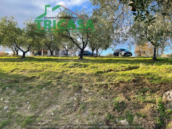 terreno agricolo in vendita a San Demetrio Corone