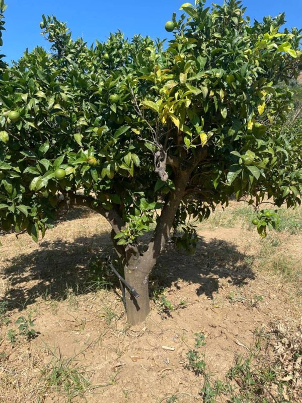 terreno agricolo in vendita a San Demetrio Corone