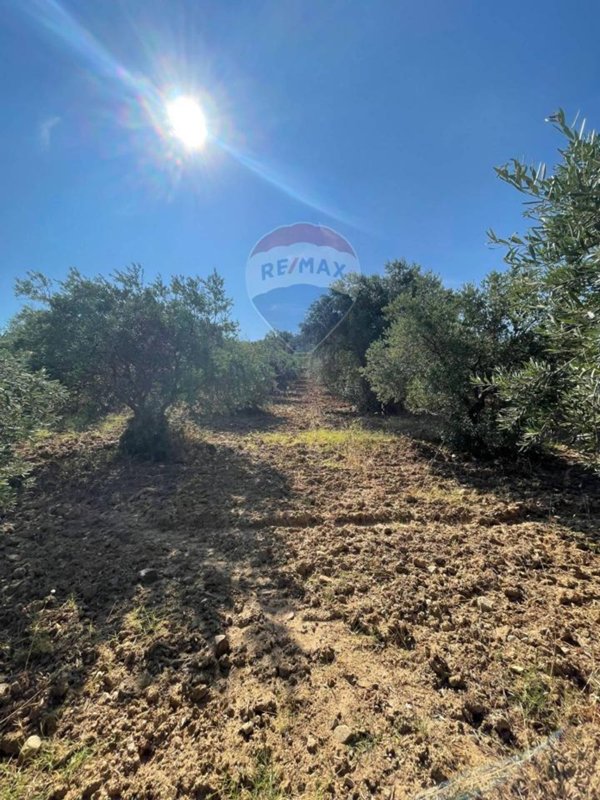 terreno agricolo in vendita a San Demetrio Corone